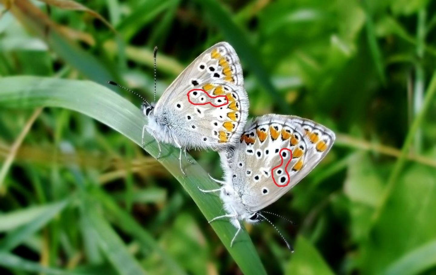 Polyommatus/Aricia?